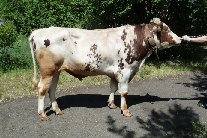 СВЕН 18557 КСГФ-259